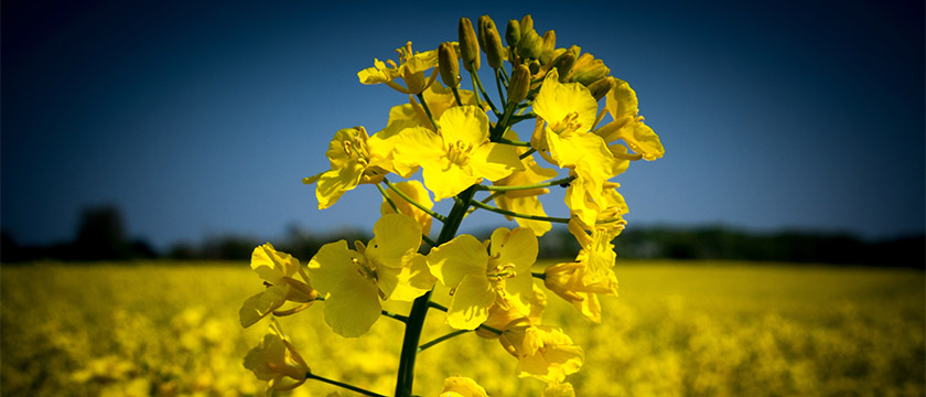 picture of canola plant flowers
